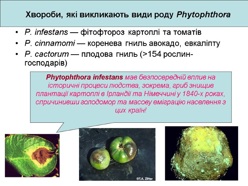 P. infestans — фітофтороз картоплі та томатів P. cinnamomi — коренева гниль авокадо, евкаліпту